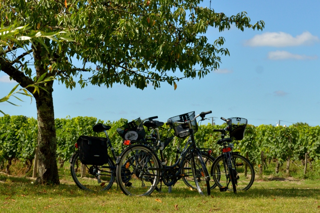 Tour bikes in the Saint Emilion vineyards